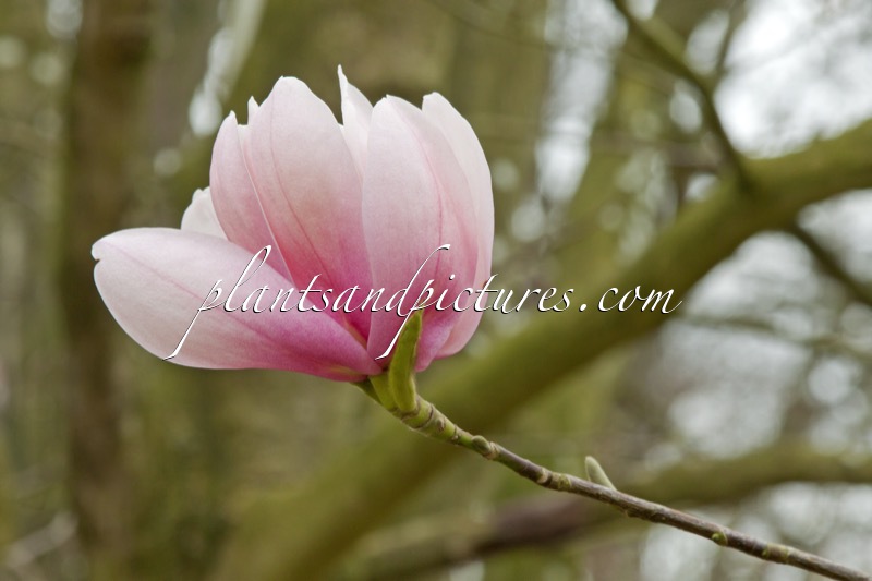 Magnolia sprengeri