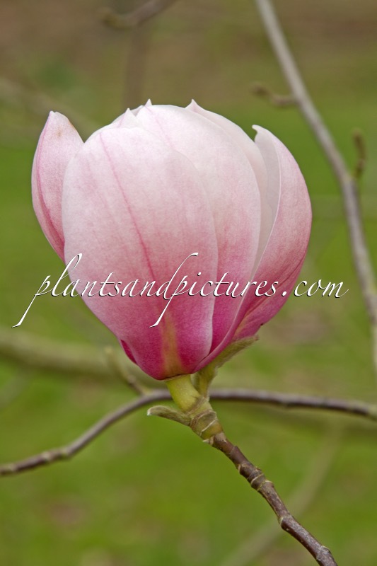 Magnolia sprengeri