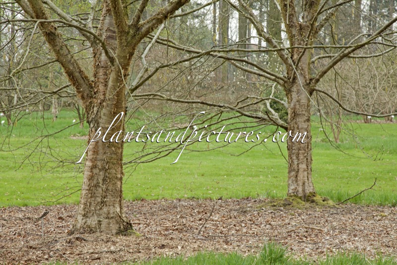 Betula alleghaniensis