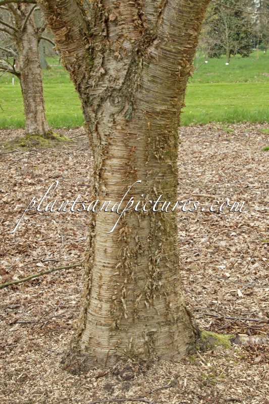 Betula alleghaniensis
