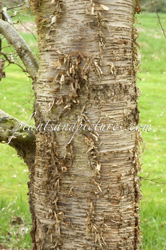 Betula alleghaniensis