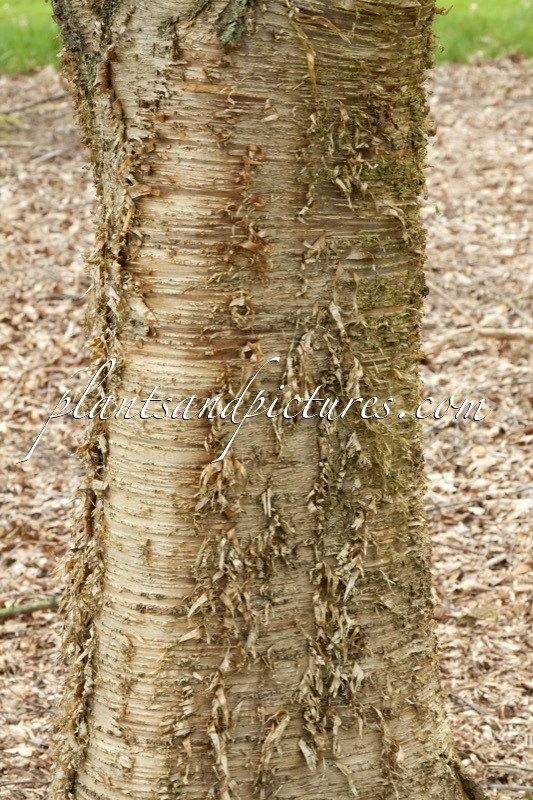 Betula alleghaniensis