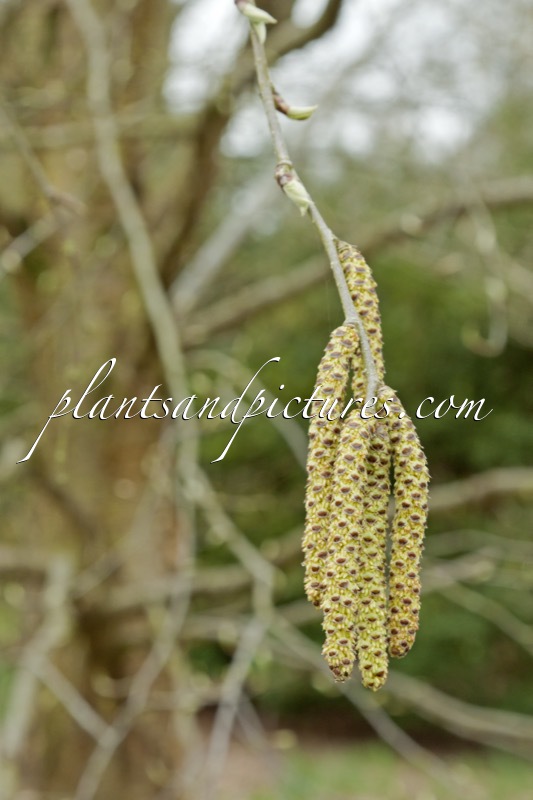Betula alleghaniensis