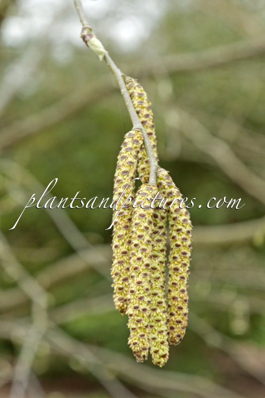 Betula alleghaniensis