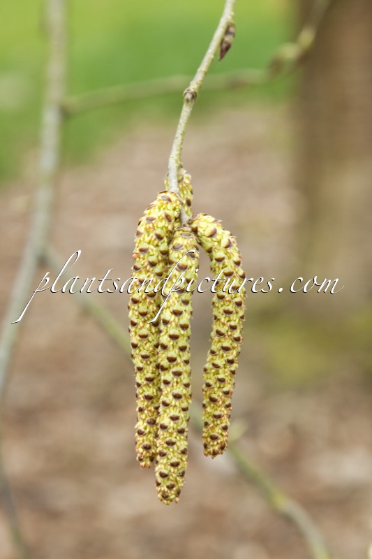 Betula alleghaniensis