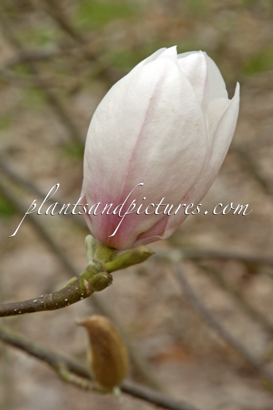 Magnolia ‘White Mystery’