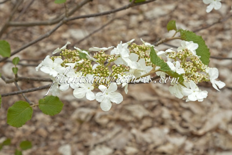 Viburnum furcatum