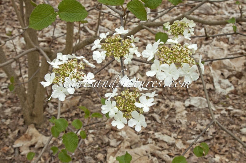 Viburnum furcatum
