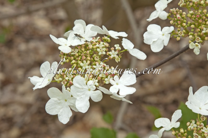 Viburnum furcatum