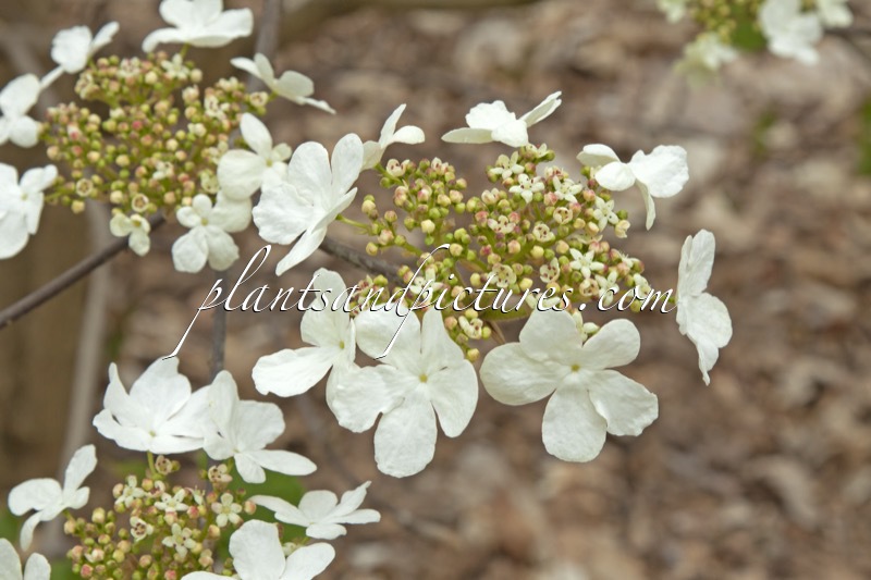 Viburnum furcatum