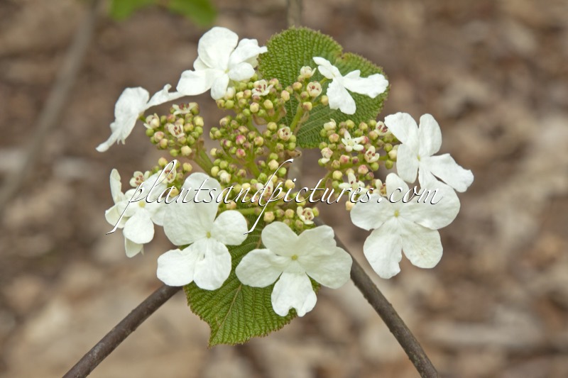 Viburnum furcatum