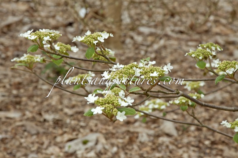 Viburnum lantanoides