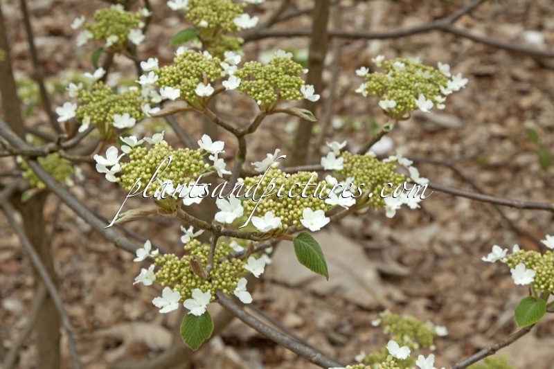 Viburnum lantanoides