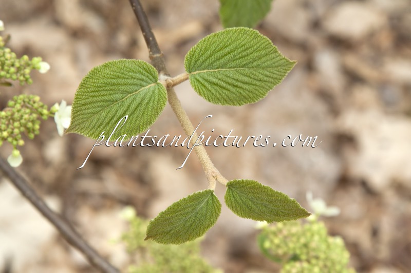 Viburnum lantanoides