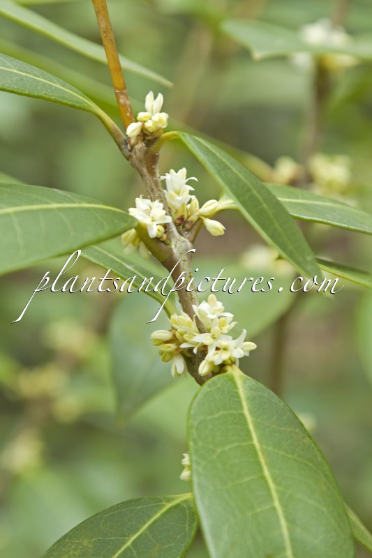 Osmanthus decorus