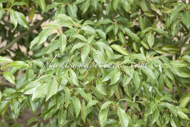 Quercus myrsinifolia