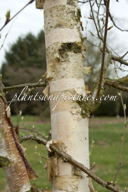 Betula albosinensis ‘Hergest’