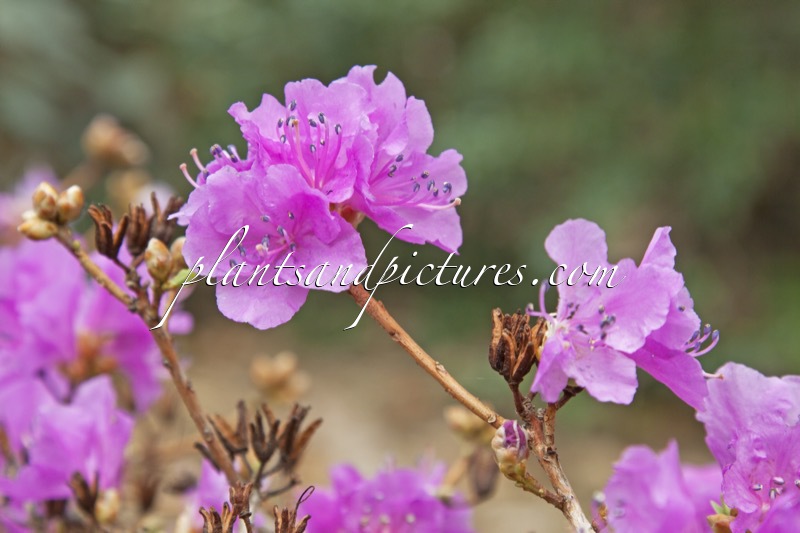 Rhododendron mucronulatum var. taquetii