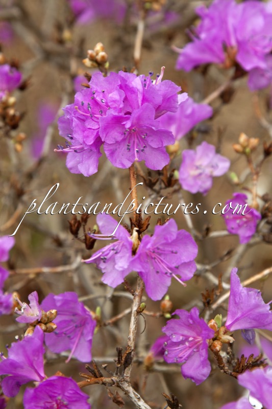 Rhododendron mucronulatum var. taquetii