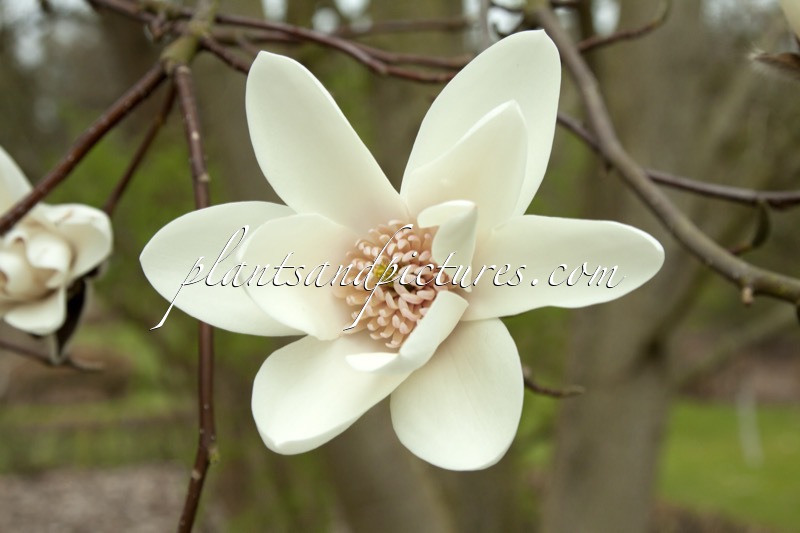 Magnolia ‘Jolie Pompon’
