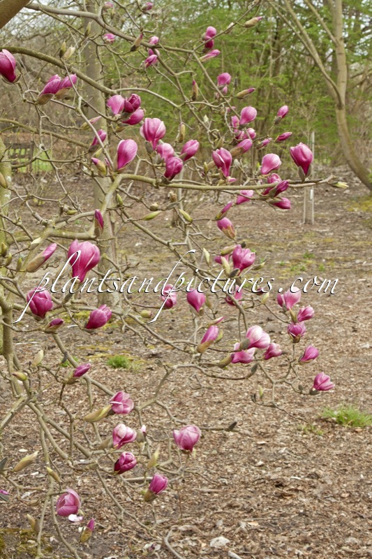 Magnolia ‘Wim Rutten’
