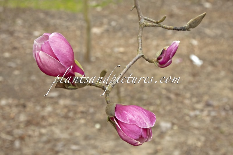 Magnolia ‘Wim Rutten’