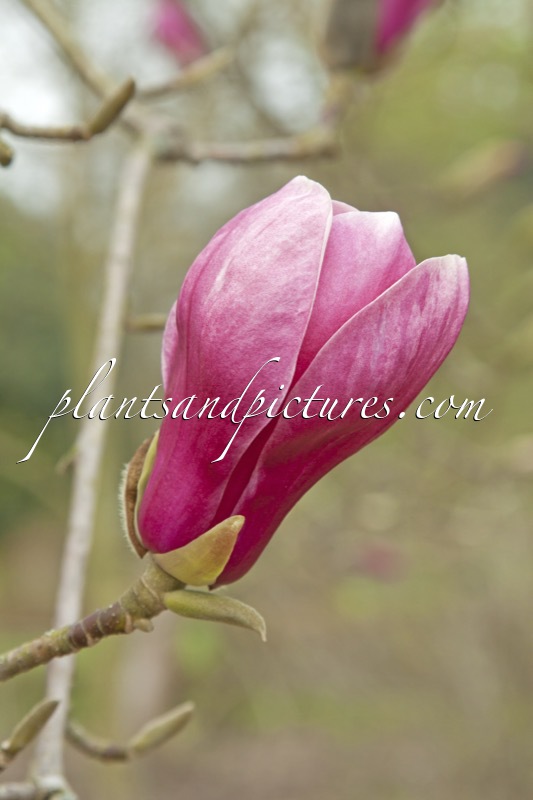 Magnolia ‘Wim Rutten’