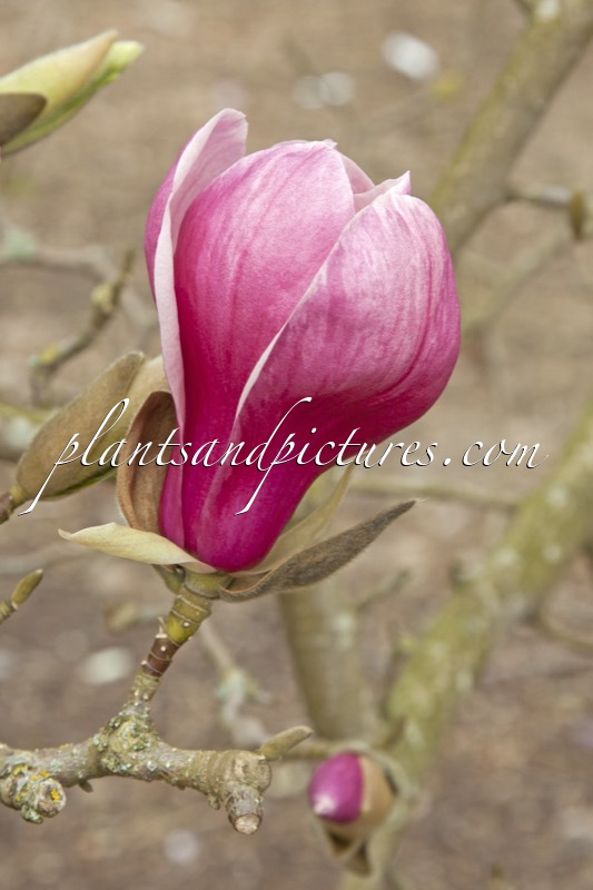Magnolia ‘Wim Rutten’