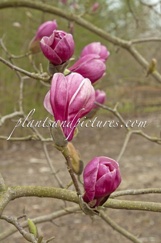 Magnolia ‘Wim Rutten’