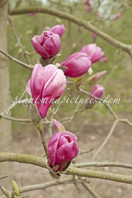 Magnolia ‘Wim Rutten’