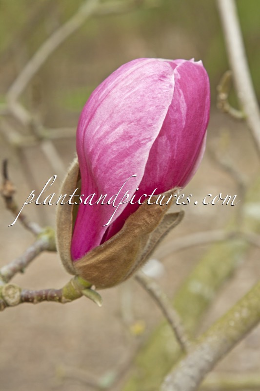 Magnolia ‘Wim Rutten’