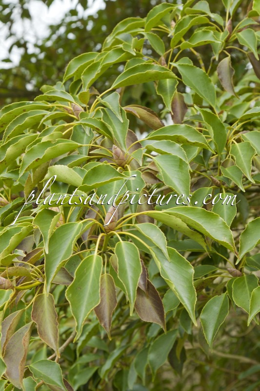 Trochodendron aralioides