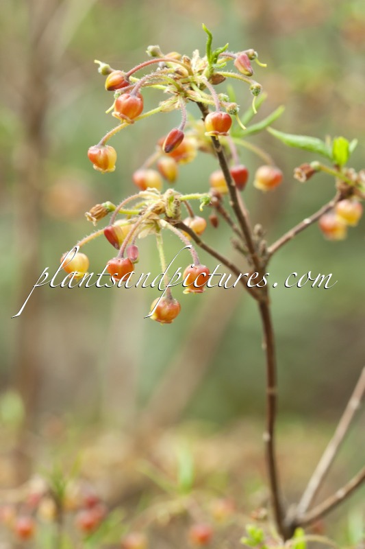 Rhododendron pentandrum