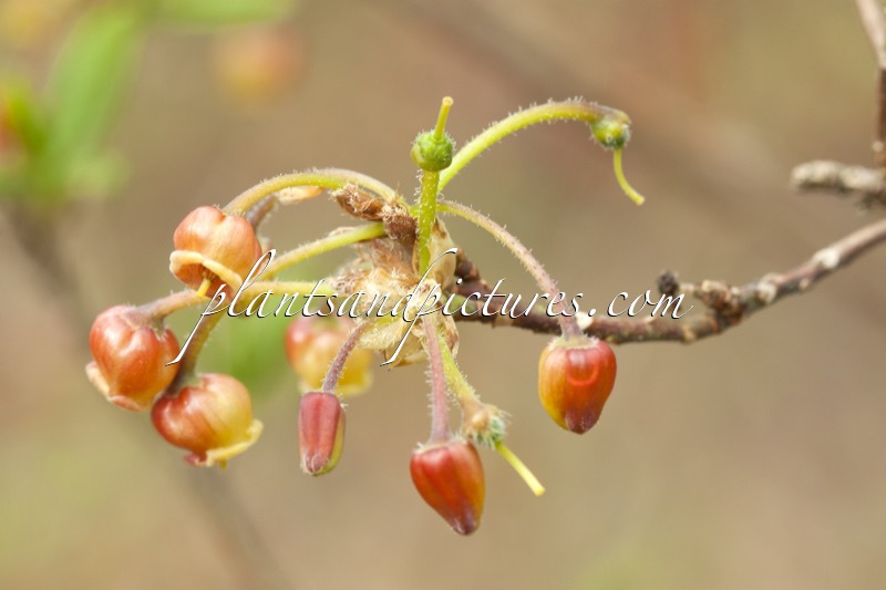 Rhododendron pentandrum