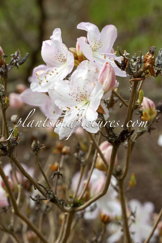Rhododendron schlippenbachii