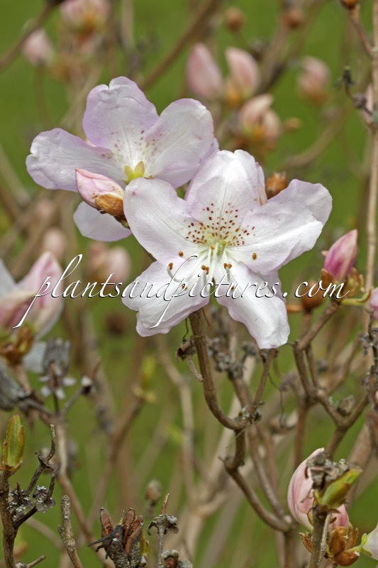 Rhododendron schlippenbachii