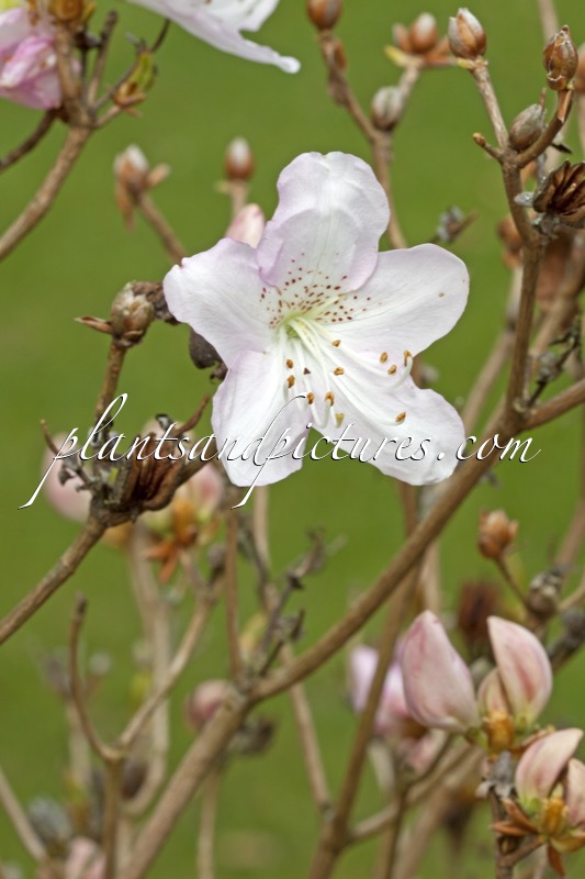 Rhododendron schlippenbachii