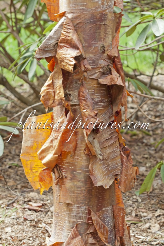 Betula utilis ‘Jim Russell’