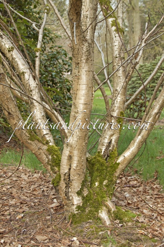 Betula medwediewii