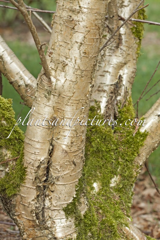 Betula medwediewii