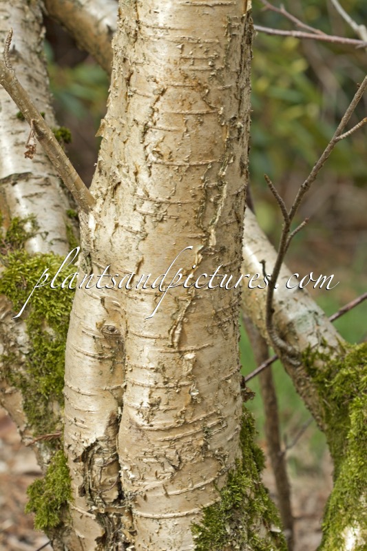 Betula medwediewii