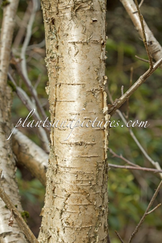 Betula medwediewii