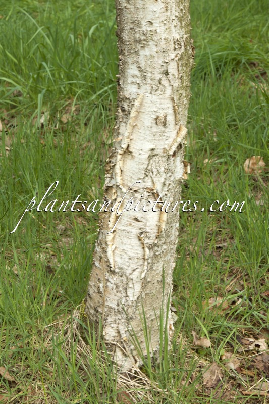 Betula szechuanica