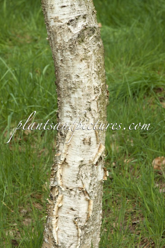 Betula szechuanica