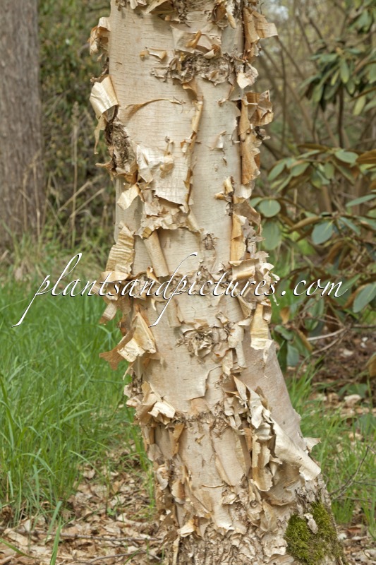 Betula costata
