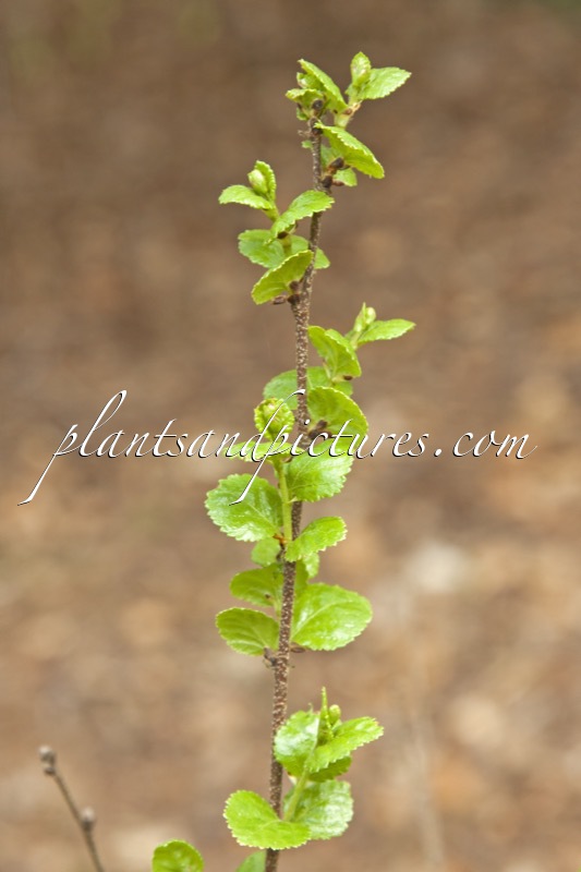 Betula pumila