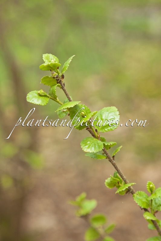 Betula pumila