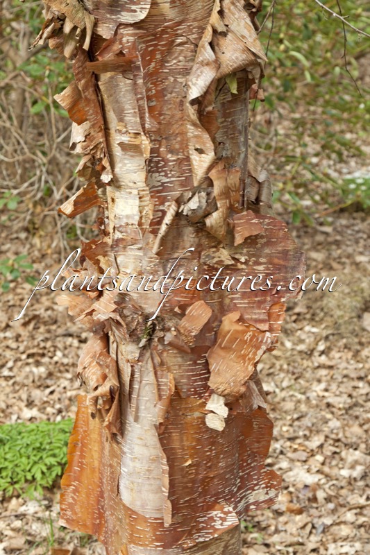 Betula utilis