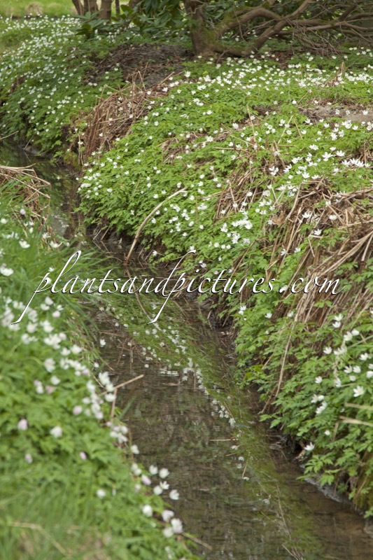 Anemone nemorosa