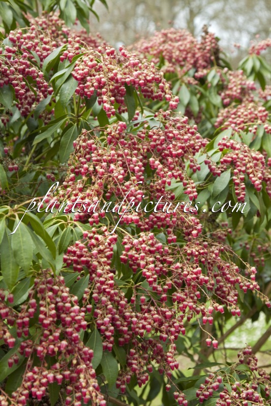 Pieris japonica ‘Valley Valentine’